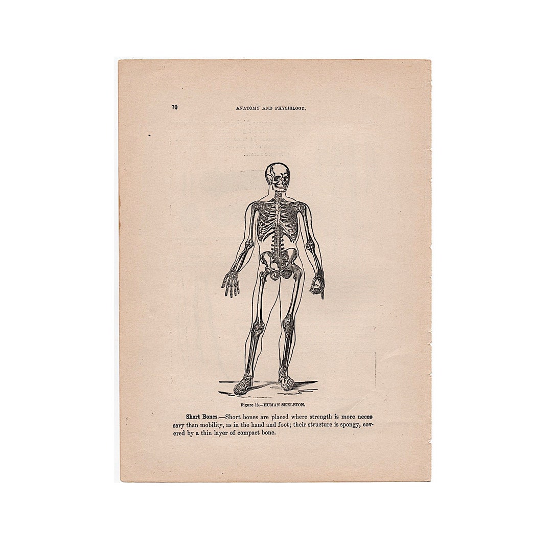 SKELETON Antique Print C. 1901 • Original Antique Lithograph • Human ...