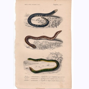 c. 1861 WORMS print • original antique print • invertebrate animal print • reptile print • invertebrate animals • worm print