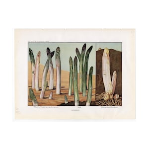 c .1923 Litografia ASPARAGI • stampa antica originale • stampa di verdure primaverili • decorazione da parete per cucina • stampa di asparagi verdi e bianchi