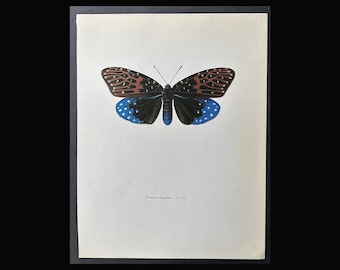Litografía VINTAGE MOTH c. 1963 • Magnífica impresión vintage a todo color • Impresión de insectos • Impresión de lepidópteros • Mariposas y polillas