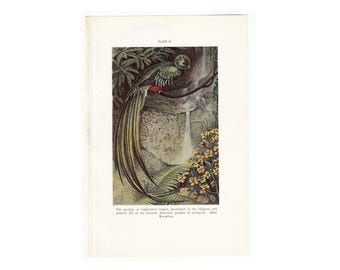 c. 1934 QUETZAL BIRD lithograph - original vintage print - resplendent trogon - tropical bird - Resplendent quetzal - bird of Guatemala