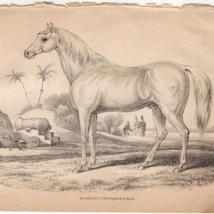 c. 1841 MARENGO • NAPOLEON&quot;S HORSE engraving • original antique print • equine print • Jardine print • Equidae print • Arabian Horse
