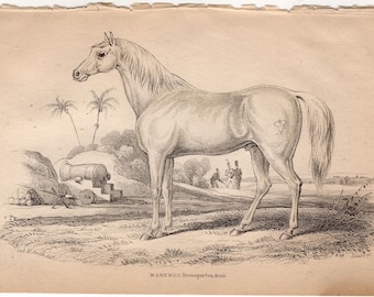 c. 1841 MARENGO • NAPOLEON"S HORSE engraving • original antique print • equine print • Jardine print • Equidae print • Arabian Horse