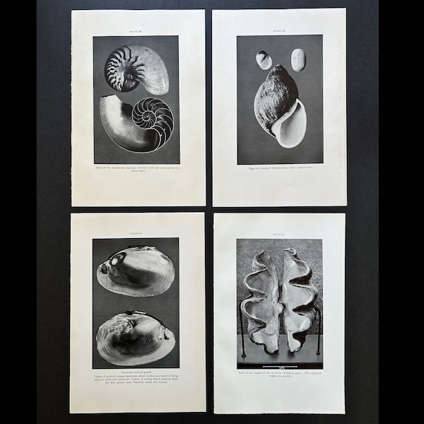 c. 1934 SHELL lithographs • set of 4 original vintage prints • conchology prints • ocean prints - black & white photo lithos • shell prints