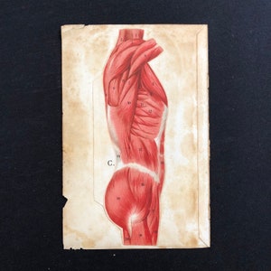 c. 1902 ANATOMY • FOLD OUT lithograph • original antique print • medical illustration • human anatomy print • muscles • torso body