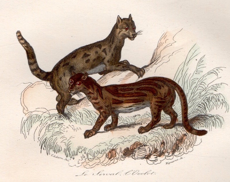 1860 OCELOT SERVAL Wild Cat Engraving • Original Antique