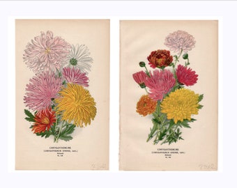 c. 1896 CHRYSANTHEMUMS lithographs • set of 2 original antique prints • botanical prints • flower prints • bouquet prints • by Edward Step
