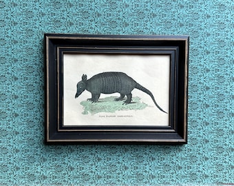 FRAMED ARMADILLO print c. 1804 • original antique print • hand colored engraving • nocturnal mammal print • nine-banded armadillos print