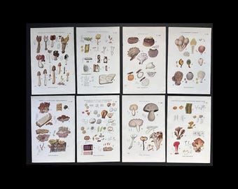 Puede incluir: Ocho ilustraciones botánicas vintage de setas, cada una en una hoja de papel separada. Las ilustraciones están coloreadas a mano y representan varios tipos de setas, incluyendo rebozuelos, boletus y colmenillas.