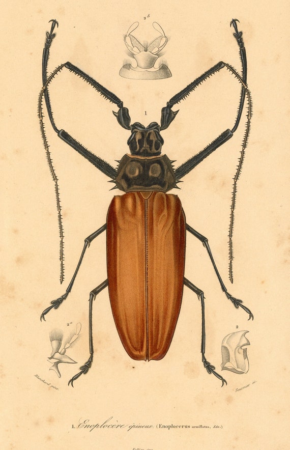 Horn Bug
