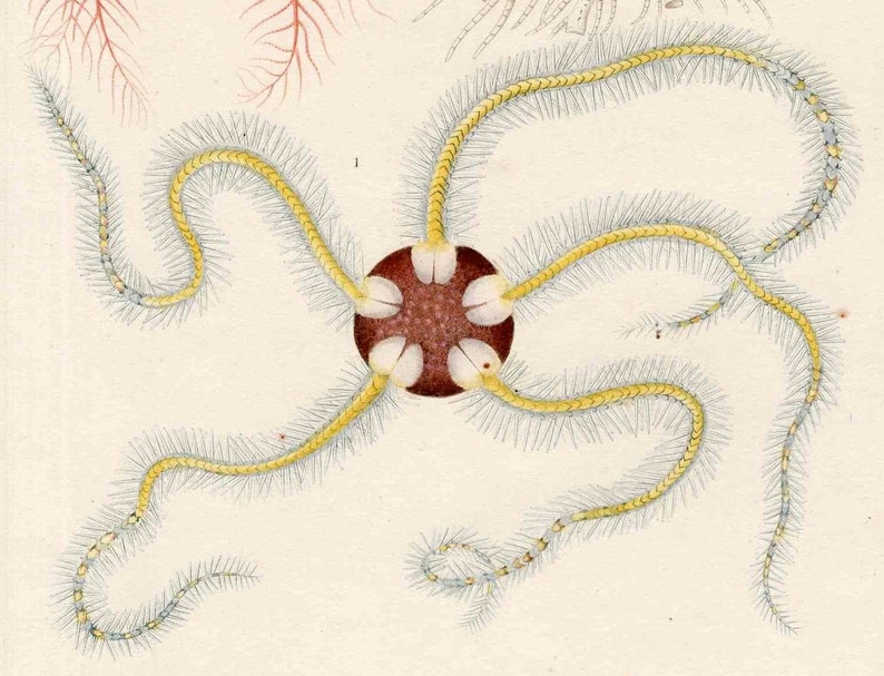 original antique sea life ocean marine animal print sea star engraving ophiura fragilis /& comatula mediterranen 1836 STARFISH PRiNT