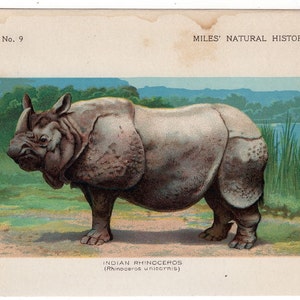 Rhinoceros - c. 1895 ANTIQUE ANIMAL lithograph - original antique asian animal print - indian rhinoceros lithograph - rhinoceros unicornis