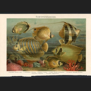 c. 1894 CORAL REEF FISH lithograph - original antique print - fish print • underwater landscape • Ocean sea print