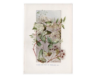 Clematis 'La alegría del viajero', litografía c. 1907 • Grabado antiguo original • Grabado de la flor y el fruto de Clematis vitalba