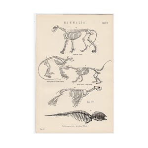 c. 1880 ANIMAL SKELETONS engraving • original antique print • animal anatomy - lion, coatimundi, seal, greenland whale & Gray langur monkey