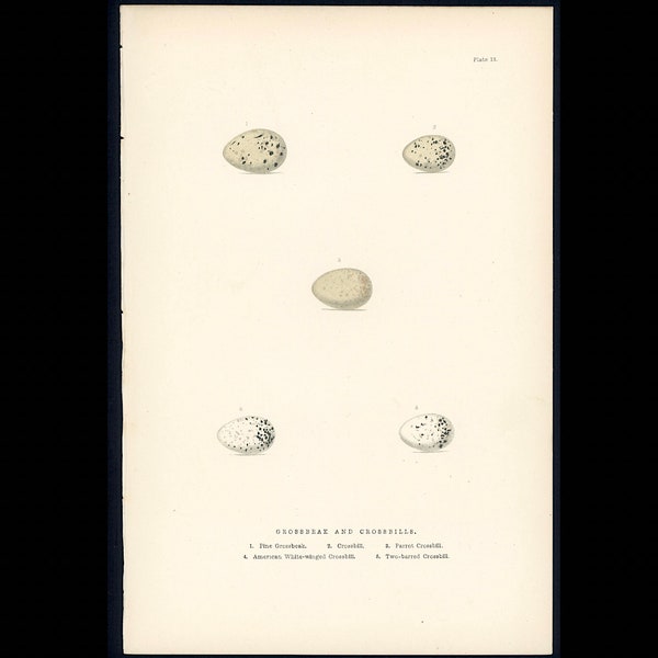 c. 1894 ANTIQUE EGG lithograph • original antique print • hand colored woodblock • small birds eggs • speckled egg • grosbeak & crossbills