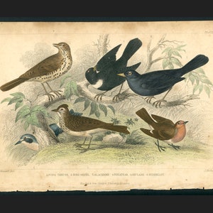 c. 1859 SONG BIRDS engraving • original antique print • Goldsmith hand colored engraving • bird print • thrush - blackbird - lark