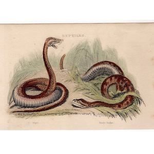 c. 1854 VIPER & RATTLESNAKE etching • original antique print • reptile print • snakes print • venomous snakes print • hand colored