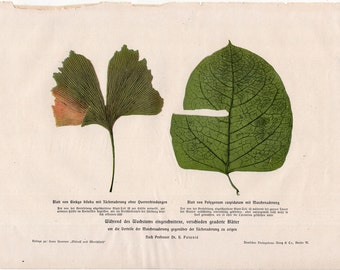 c. 1900 MEDICINAL PLANT LEAVES print • original antique print • botanical print • medical botany • Ginkgo biloba & Japanese knotweed