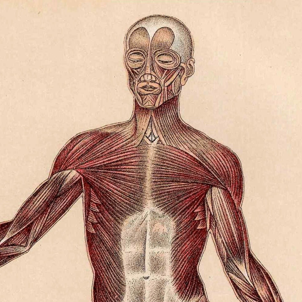 C. 1901 HUMAN ANATOMY MUSCLES Lithograph • Original Antique Print ...
