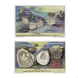 winzig! c. 1954 OYSTER Lithographien - Miniatur Vintage Werbekarten - Austerndrucke - Austernbett - Perlendruck - Perlentaucher Drucke