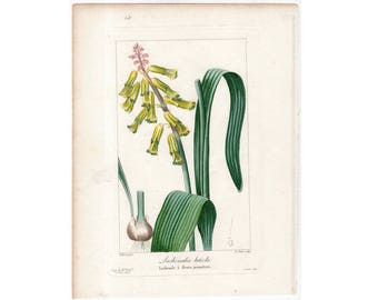 Floral Art Flower Painting Flower Print Pendulous Lachenalia Botanical Fine Art Print