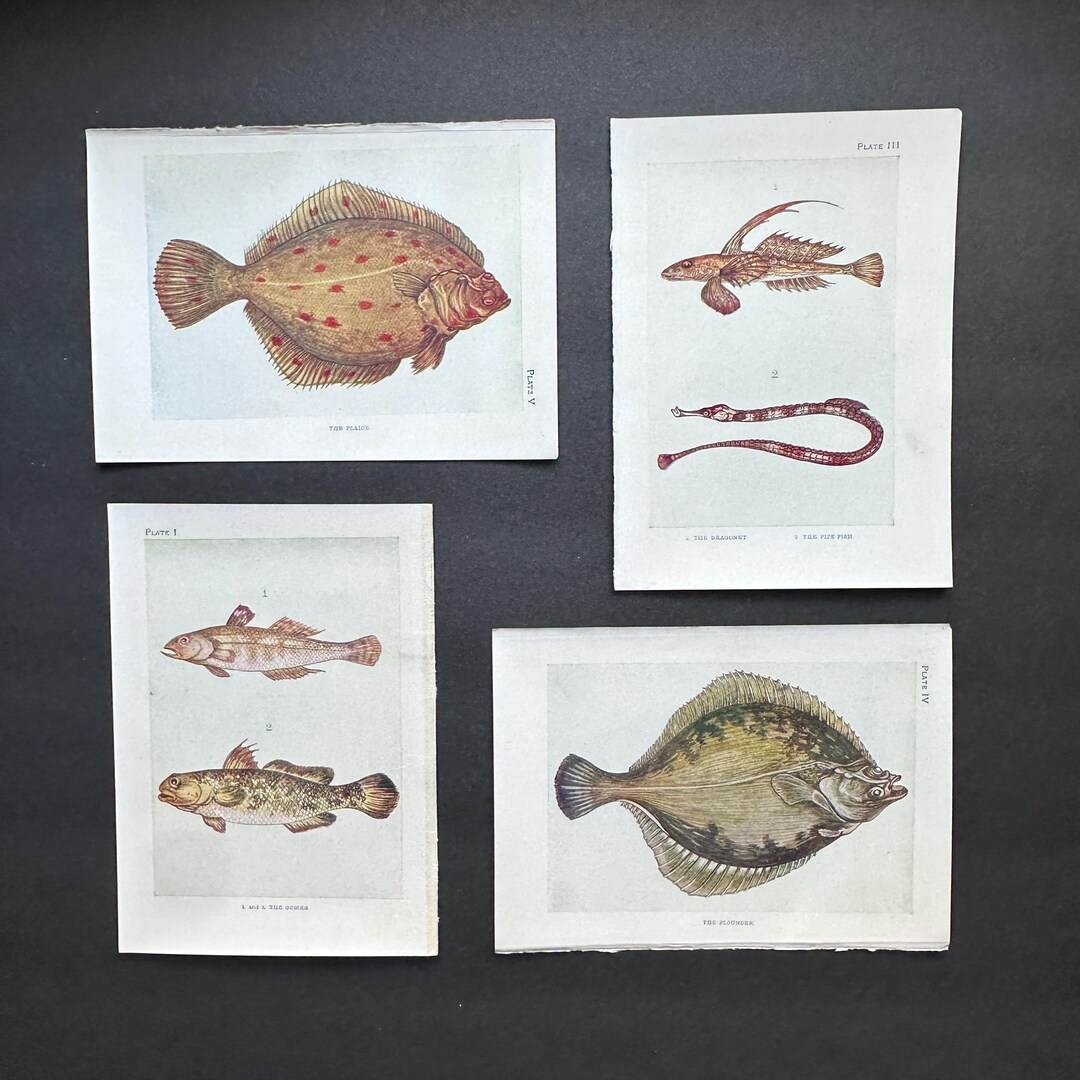 SMALL FISH Antique Prints C. 1907 - Original Antique Lithographs - Sea ...