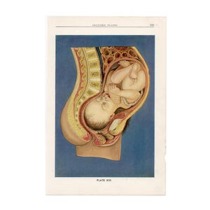 c. 1940 BEBÉ EN EL ÚTERO litografía • impresión vintage original • anatomía humana • ilustración médica • • embarazada • maternidad • parto