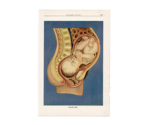 C. 1940 BABY IN WOMB Lithograph • Original Vintage Print • Human