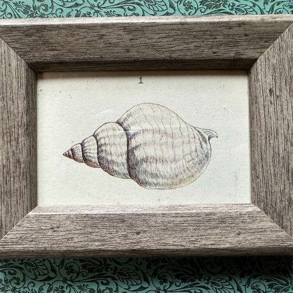 Framed Shell Art Etsy
