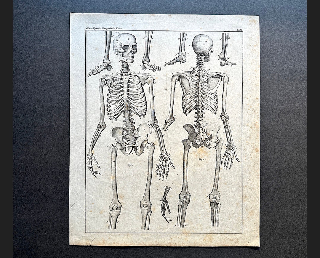 C. 1843 HUMAN SKELETON Lithograph • Original Antique Print • Halloween ...