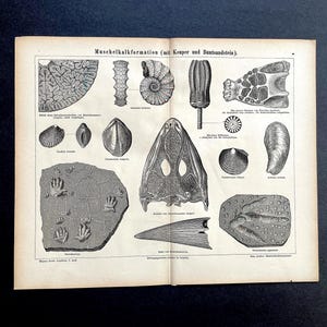c. 1875 FOSSIL FORMATIONS print • original antique print • Paleo art print • fossil • geology • prehistoric life • shell limestone formation
