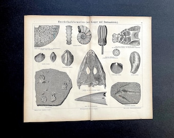 FORMACIONES FÓSILES litografía c. 1875 • impresión antigua original • Paleoarte • fósil • geología • vida prehistórica • formación de caliza de concha