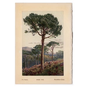 c. 1888 STONE PINE TREE lithograph • original antique print • tree print • plant print • botanical print • trees print • 5 X 7&quot;