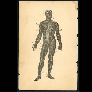 c. 1884 MUSCULAR SYSTEM lithograph - antique human anatomy print -  muscles tnedons - medical print - medical illustration - Muscular layer
