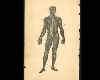 c. 1884 MUSKELSYSTEM Lithographie - antike Menschliche Anatomie Druck - Muskeln Tnedons - medizinische Illustration - Muskelschicht