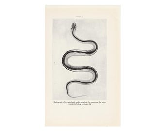 c. 1934 SNAKE SKELETON lithograph - original vintage print • snake anatomy print - radiograph of a copperhead snake -  venomous snake