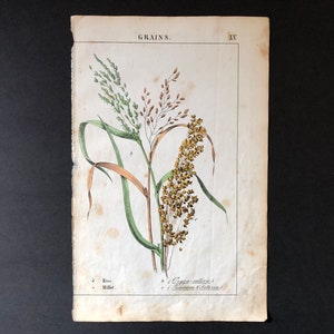 c. 1857 ANTIQUE GRAINS lithograph • kitchen botanical print • original antique print • rice print - millet print