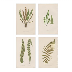 c. 1872 FERN lithographs • original antique prints • Lowe botanical print • green ferns print • fern frond print • fern prints set of 4