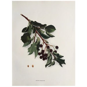 1915 VINTAGE CHERRY LITHOGRAPH -  original vintage fruit botanical print -  prunus mahaleb or St Lucie cherries