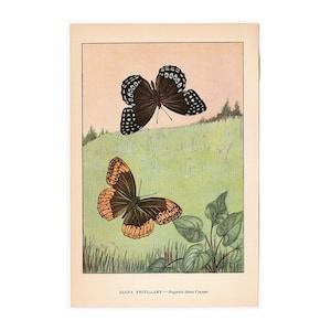 c. 1930 VINTAGE BUTTERFLY lithograph - original vintage print • Lepidoptera print • moths & butterflies print • diana fritillary
