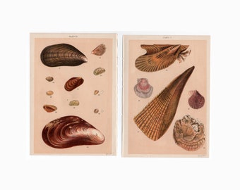 ok. 1901 ANTYCZNE MUSZLE MORSKIE wydruki • zestaw 2 oryginalnych antycznych wydruków • wydruk muszli morskich • wydruk przeszukiwania plaży • sztuka plażowa • muszle mięczaków