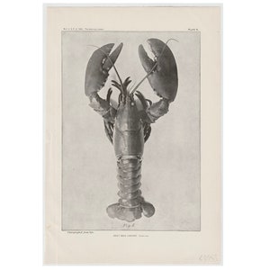 c. 1895 LOBSTER lithograph • original antique print • sea life • marine crustacean print • homarus americanus • adult male lobster