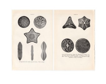 c 1934 LIVING DIATOMS lithographs • set of 2 original vintage prints • sea algae prints • microscopic view • micro algae print • sea plants