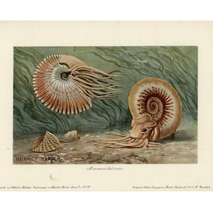 c. 1902 AMMONITE NAUTILUS lithograph • original antique print - chambered nautilus • argonaut print - rare ocean print • sea life print