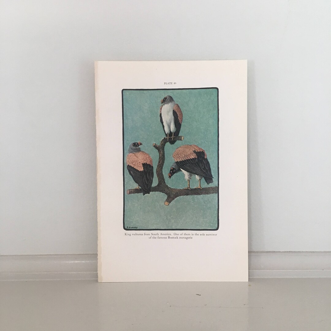 C. 1934 VULTURE PRINT - Original Vintage Lithograph - Bird of Prey ...