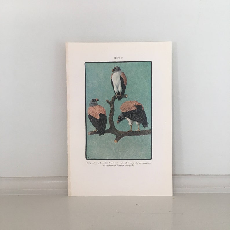 c ornithology art bird print original vintage lithograph bird of prey print King Vulture 1934 VULTURE PRINT