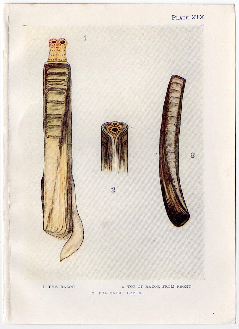 Razor Fish Labeled Picture C. 1907 RAZOR CLAM SHELLS Lithograph β’ Original Antique Print β’ Sea ...