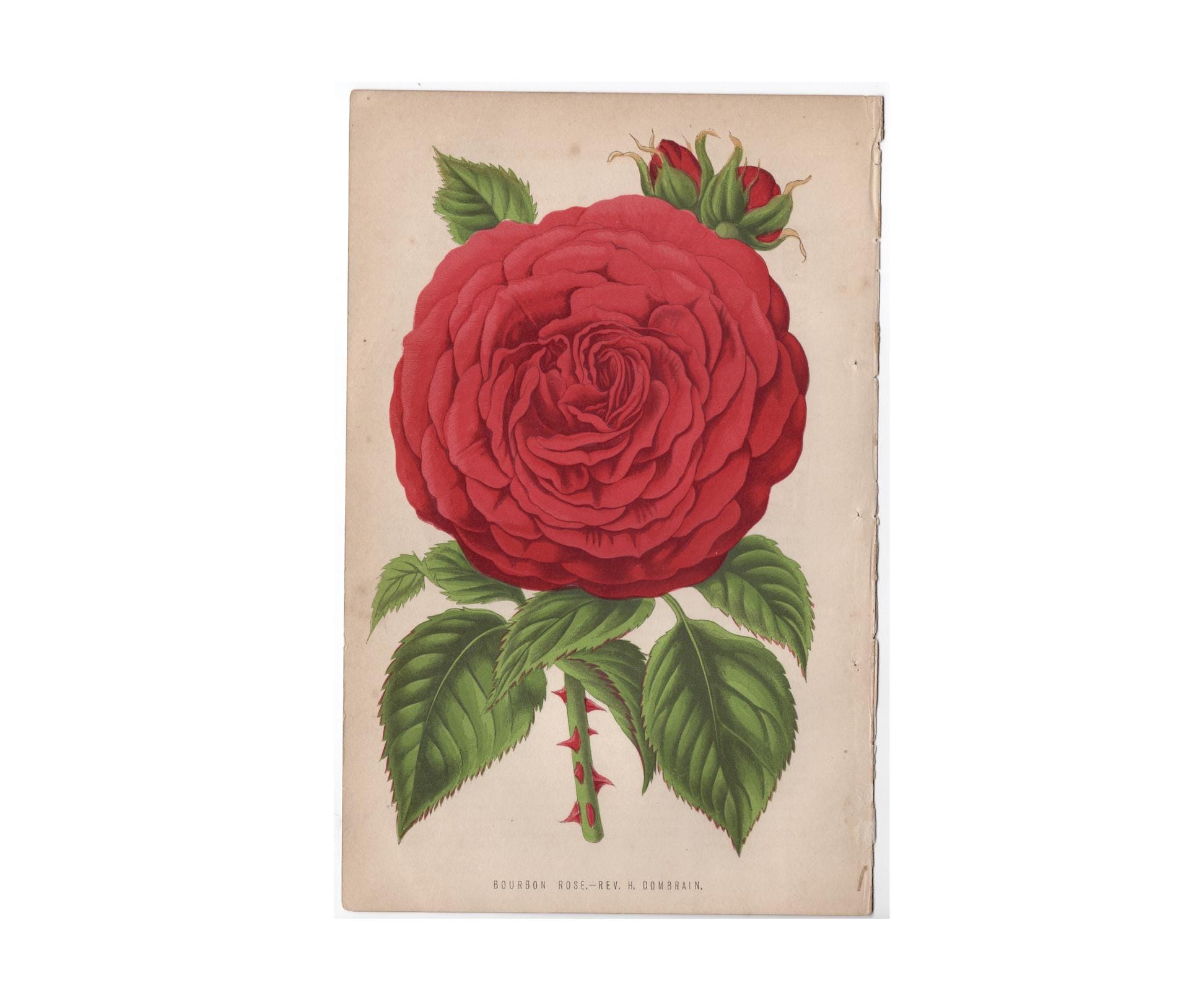 pink rose♡ C. 1871 PINK FLOWERS Lithograph • Original Antique Print