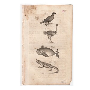 Puede incluir: Una ilustración vintage en blanco y negro de un águila, un avestruz, una ballena y un cocodrilo. La imagen es de un libro titulado "P. 63" y "Book 2".